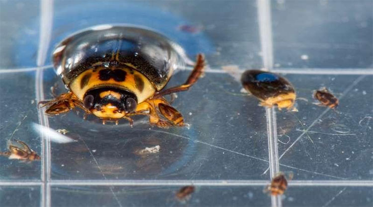 Loài bọ nước ăn trứng