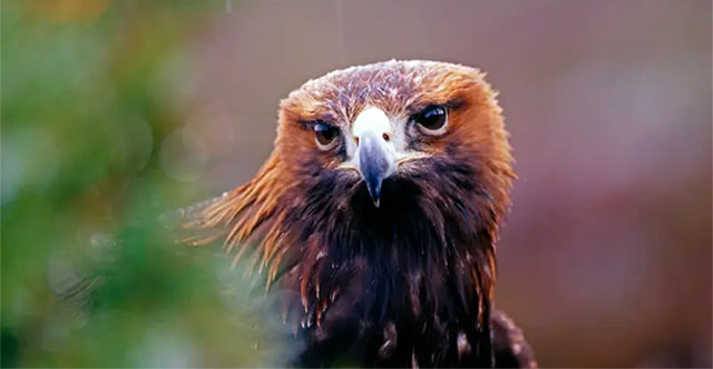 Động vật nhìn thế giới như thế nào?