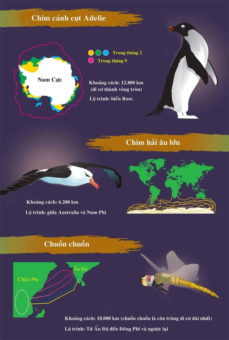 Với khoảng cách18.000km, chuồn chuồn là côn trùng di cư dài nhất.