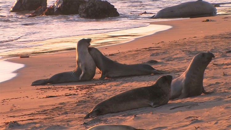 Hải tượng phương bắc