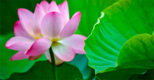 “Choáng” với công nghệ Trung Quốc: Dùng lá cây để khai thác thủy điện, có nguồn cung bền vững và vô tận