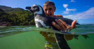 Sự thật phía sau câu chuyện “Chú chim cánh cụt vượt 8.000km mỗi năm để về thăm ân nhân”