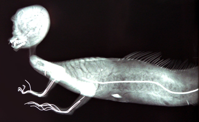 FeeJee còn được gọi là "cá khỉ" bởi xác ướp kỳ quái này có thân trên là của khỉ, nửa mình dưới là của cá.