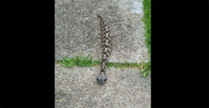 “Bộ xương di động như một con sâu” này lại chính là sinh vật cực độc ở châu Phi