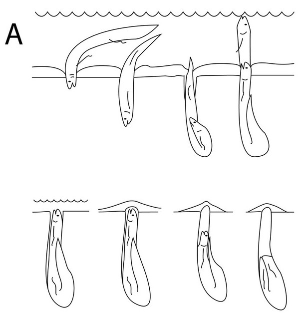 Cách sinh sống kỳ lạ của loài cá phổi.