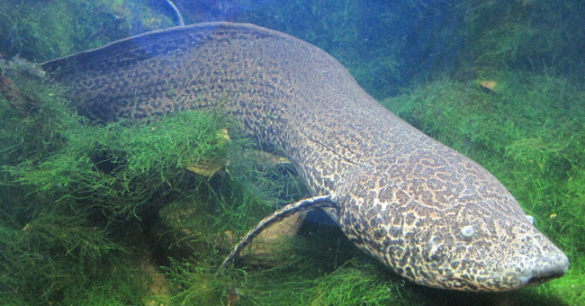 Loài cá kỳ lạ có thể sống trên cạn cả năm mà không chết