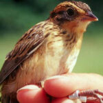 Loài chim ‘lăng nhăng’ nhất hành tinh