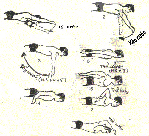 Cách học bơi sải.