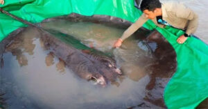 Ngư dân Campuchia bắt được cá nước ngọt lớn nhất thế giới trên sông MeKong