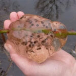 Bí ẩn cơn mưa chất nhầy mang theo thứ dịch bệnh khiến cả thị trấn nhập viện