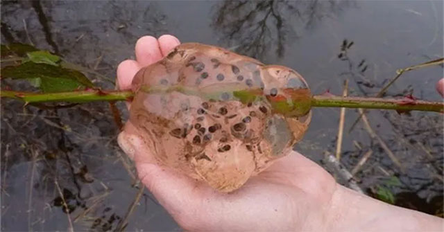 Bí ẩn cơn mưa chất nhầy mang theo thứ dịch bệnh khiến cả thị trấn nhập viện