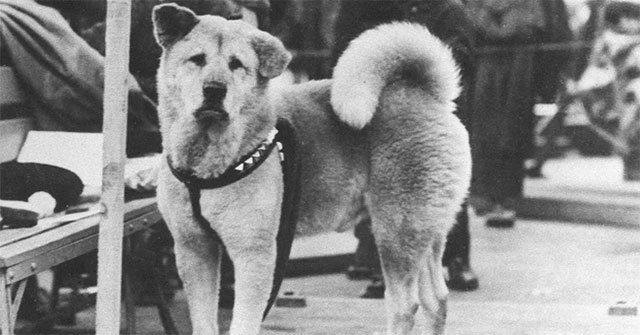 Những chuyện ít người biết về Hachiko – chú chó đứng ở sân ga 10 năm đợi chủ