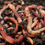 Thiên tài Darwin ngạc nhiên về trí thông minh của loài giun đất