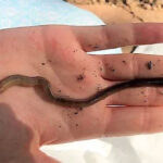 Cận cảnh loài giun từ châu Á đang khiến cả nước Mỹ “đau đầu”