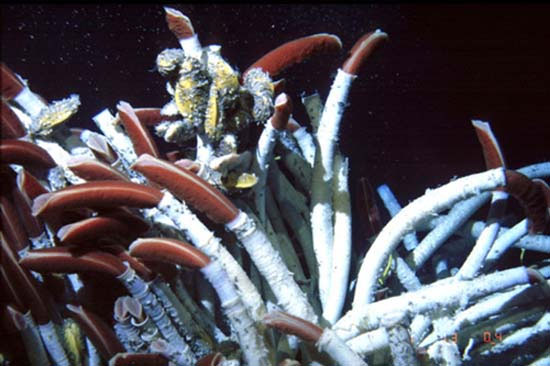 Giun ống vestimentiferan