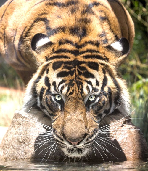 Vẻ mặt uy lực, khí chất của "Chúa tể rừng xanh" khi săn mồi.