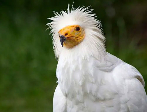 Kền kền Ai Cập đã không xuất hiện ở Anh trong 155 năm.