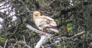 Đang vào rừng ngắm cây, người đàn ông bất ngờ gặp “chim thần” 155 năm mới xuất hiện