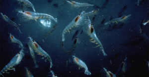 Trung Quốc vô tình phát hiện “mỏ vàng giấu dưới biển sâu”: Trữ lượng khủng có thể nuôi sống 1,4 tỷ người