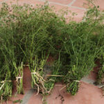 Tìm hiểu về tục tắm lá mùi chiều 30 Tết