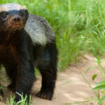 Lửng mật – trùm giang hồ đồng cỏ, vua cà khịa, ông hoàng liều lĩnh, chúa tể “bất cần đời”!