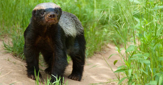 Lửng mật – trùm giang hồ đồng cỏ, vua cà khịa, ông hoàng liều lĩnh, chúa tể “bất cần đời”!