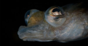 Những cặp mắt dị thường nhất của động vật (I)