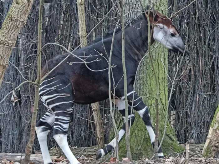 Okapi