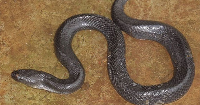 Phát hiện loài rắn mới tại Đăk Nông, Việt Nam