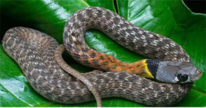 Đi bắt rắn ráo, ngờ đâu suýt tóm nhầm sinh vật nguy hiểm hơn cả rắn hổ mang chúa