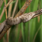 “Lãnh địa” loài rắn độc ở Trung Quốc chứa 20.000 con: Nếu thả 2 con lửng mật vào thì chuyện gì sẽ xảy ra?