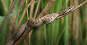 “Lãnh địa” loài rắn độc ở Trung Quốc chứa 20.000 con: Nếu thả 2 con lửng mật vào thì chuyện gì sẽ xảy ra?