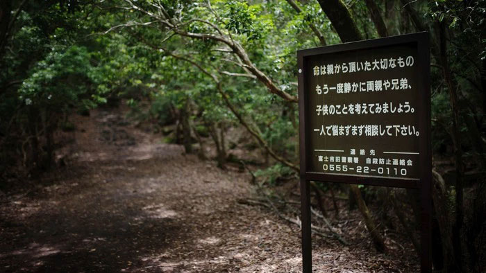 Aokigahara là một khu rừng rất già với hơn 1.000 năm tuổi.