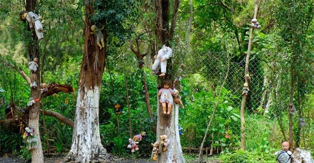 “Cánh rừng tự sát” của Nhật Bản hiện tại thế nào sau nhiều năm gây ám ảnh?