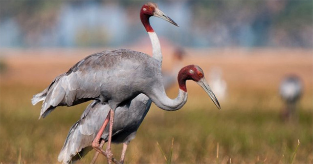 Sếu đầu đỏ – Loài chim biết bay cao nhất thế giới