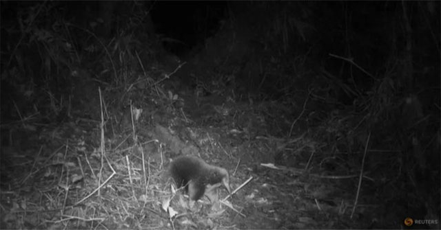 Loài động vật tưởng đã tuyệt chủng bất ngờ được tìm thấy