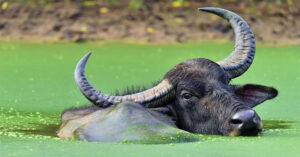 Khám phá bí mật của loài trâu nước