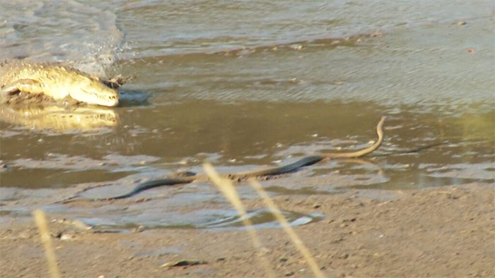 ca-sau-va-ran-mamba-den Con cá sấu lao tới tấn công rắn mamba đen.