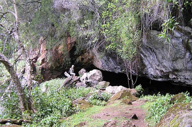 hang-kitum-1 Vật chủ ban đầu chứa virus Marburg là dơi ăn quả châu Phi