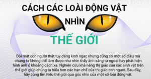 Thế giới xung quanh trong mắt các loài động vật như thế nào?