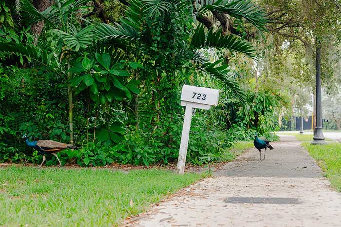 chim-cong-2 Không khó để bắt gặp những con chim công đi trên đường phố ở Florida