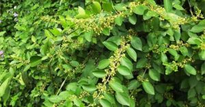 Loại cây là “dược liệu vàng” giúp kiểm soát đường huyết, hạ huyết áp hiệu quả