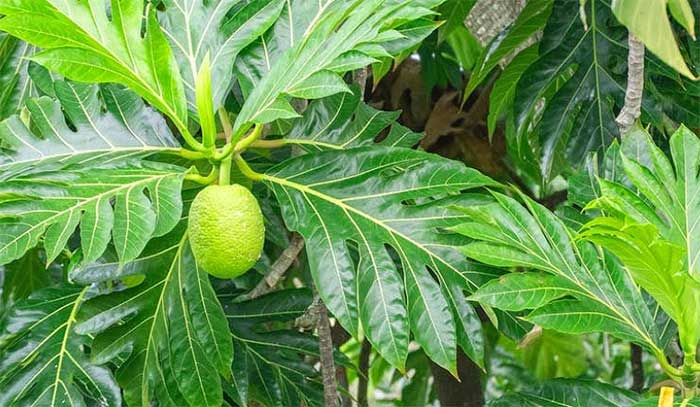 la-sake Các bộ phận cây sa kê đều mang lại lợi ích sức khoẻ