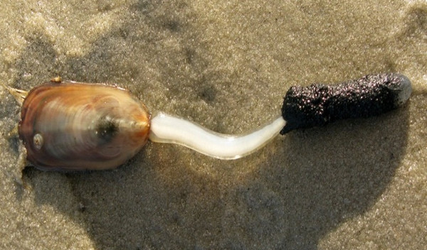 Lingulata Lingulata
