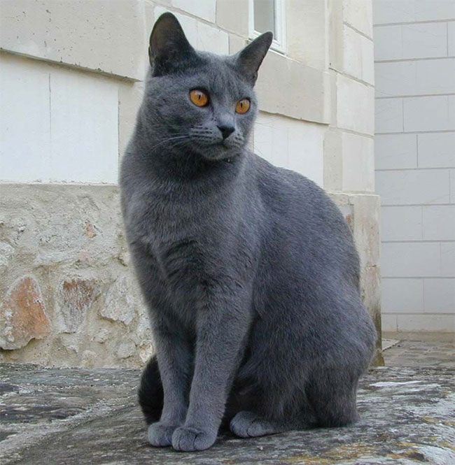 meo-chartreux Mèo Chartreux