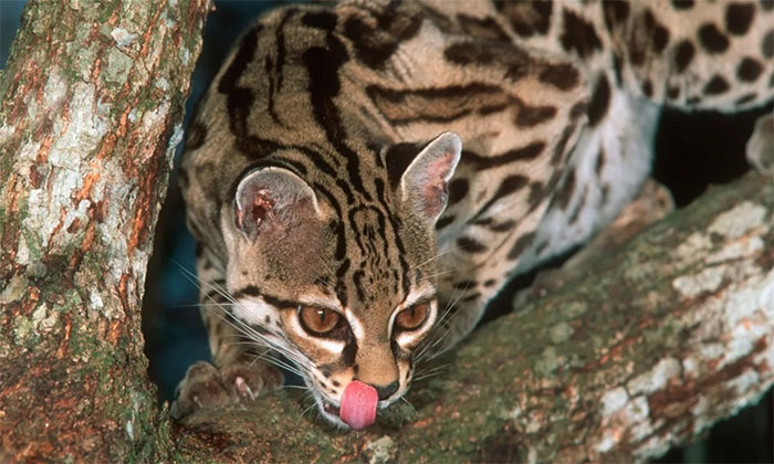 meo-dom-margay Mèo đốm Margay