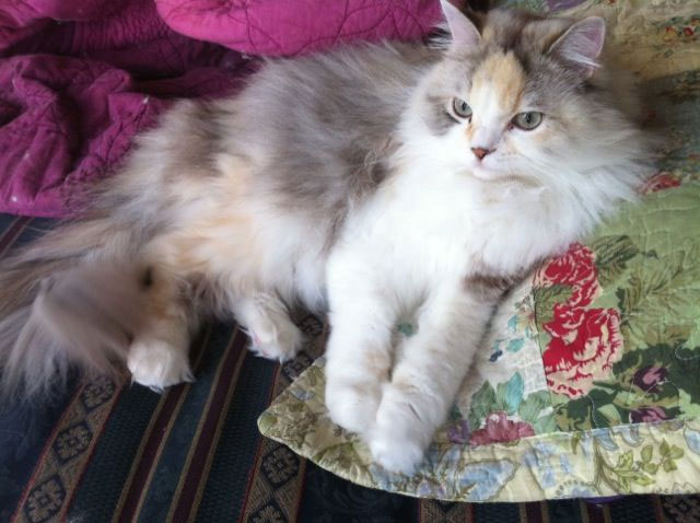 meo-ragamuffin Mèo Ragamuffin