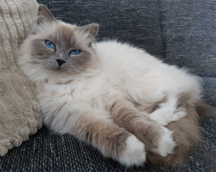 meo-ragdoll Mèo Ragdoll