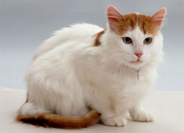 meo-turkish-van Mèo Turkish Van