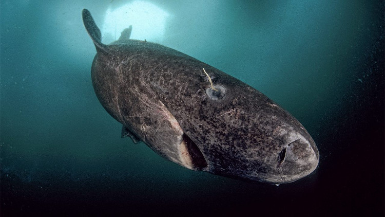Cá mập Greenland.